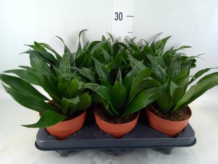 <h4>Dracaena frag. 'Compacta'</h4>