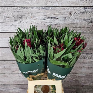 Alstr Asternova Rigel