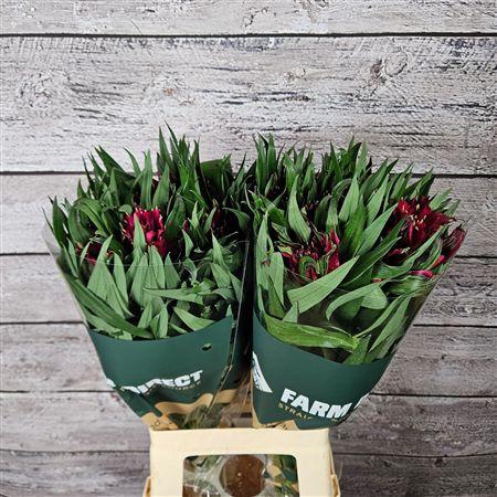 <h4>Alstr Asternova Rigel</h4>