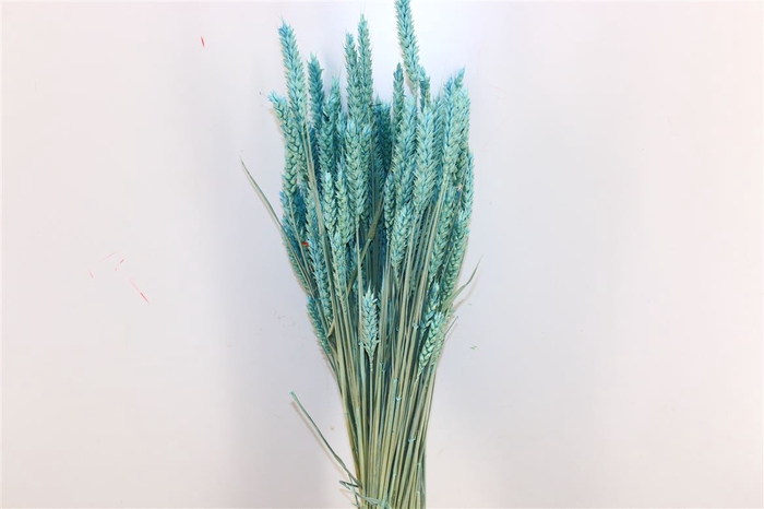 Dried Triticum X5 Light Blue Bunch