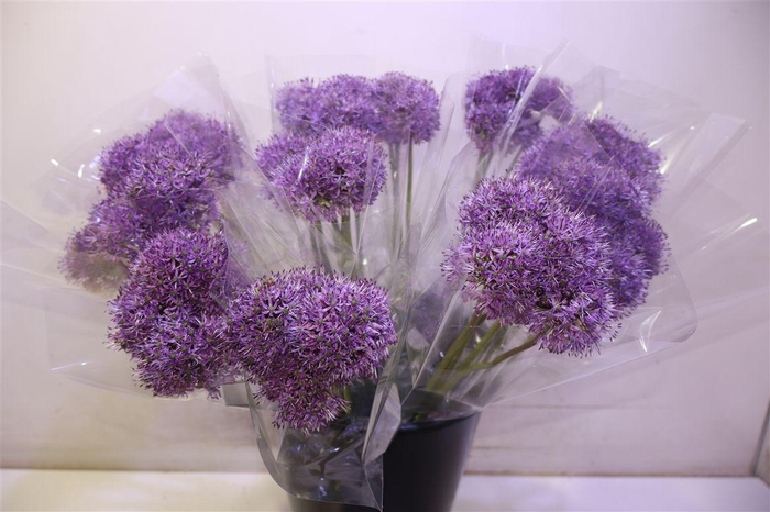 <h4>Allium Gladiator</h4>