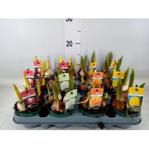 Tulipa   ...mix 4
