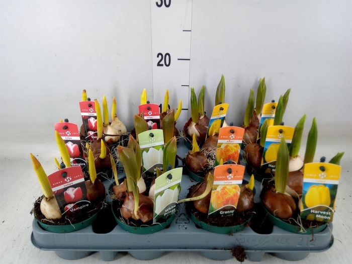 <h4>Tulipa   ...mix 4</h4>