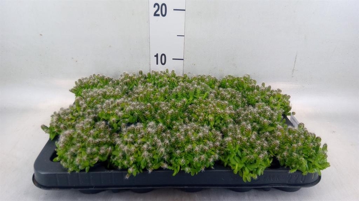 <h4>Hylocereus undatus</h4>