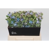 Oxypetalum Tweedia Blue
