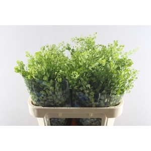 Deco Gr Thlaspi Butterfly