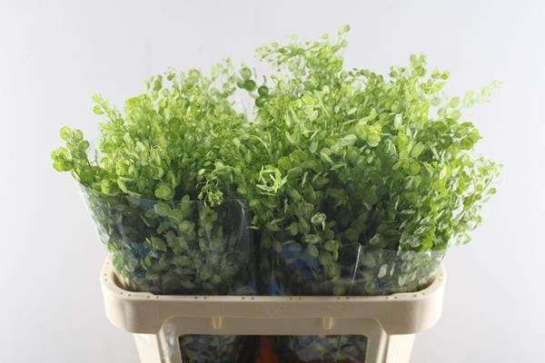 <h4>Deco Gr Thlaspi Butterfly</h4>