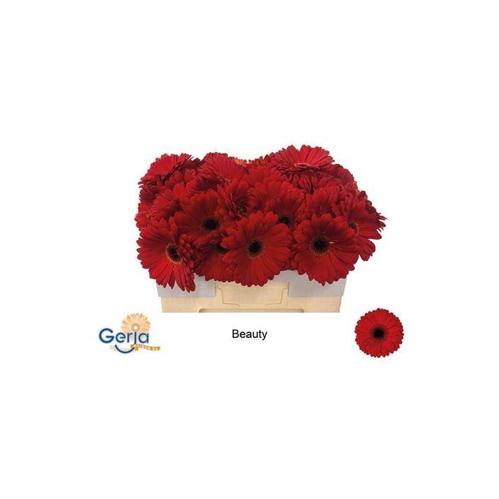 <h4>Ge Gr Beauty</h4>