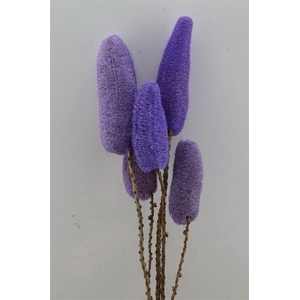 Deco Luffa 5pc Purple Bunch Slv