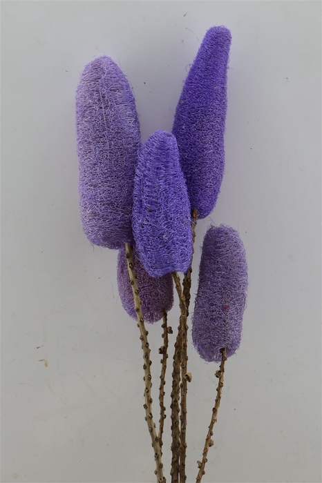 Deco Luffa 5pc Purple Bunch Slv