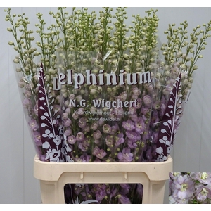 Delph El Dew Fame Wigchert