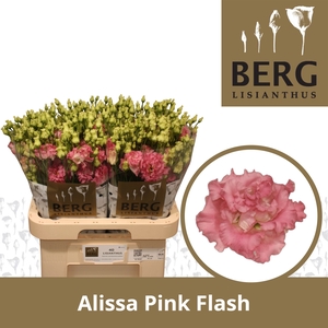 Lisianthus Alissa Pink flash