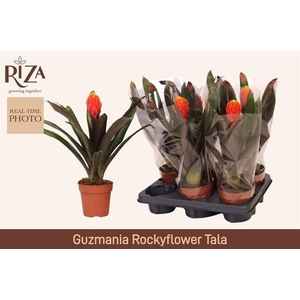 GUZM TALA