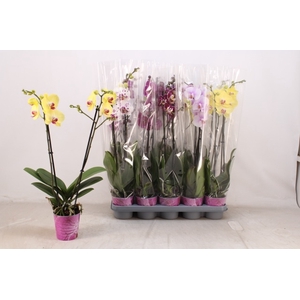 PHAL GEM 7 KL