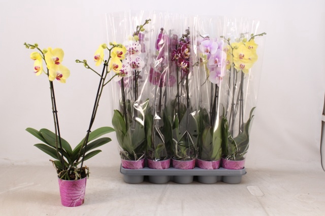 <h4>PHAL GEM 7 KL</h4>