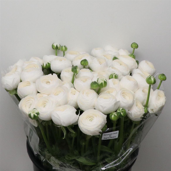 <h4>Ran Su Sr Polar White Super</h4>