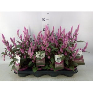Celosia spic. 'Wild Pink'