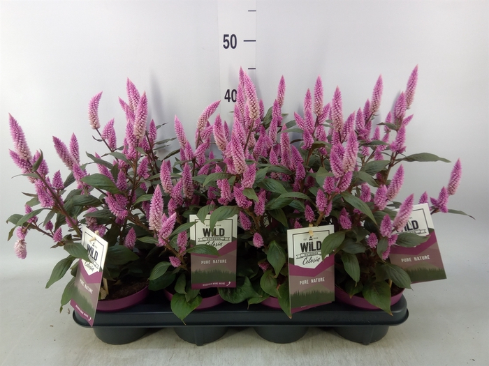 <h4>Celosia spic. 'Wild Pink'</h4>