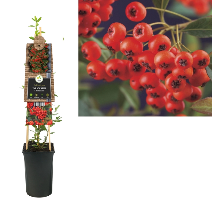 <h4>Pyracantha Co Red Column</h4>