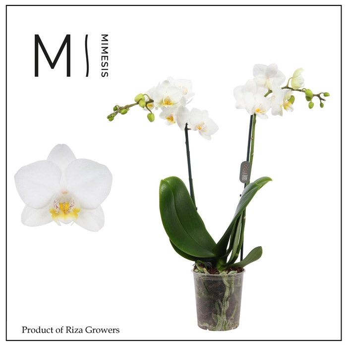 <h4>Phalaenopsis Snowflake 2 spike - 9cm | Mimesis</h4>