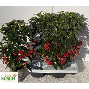 Ardisia Crenata 14Ø 45cm