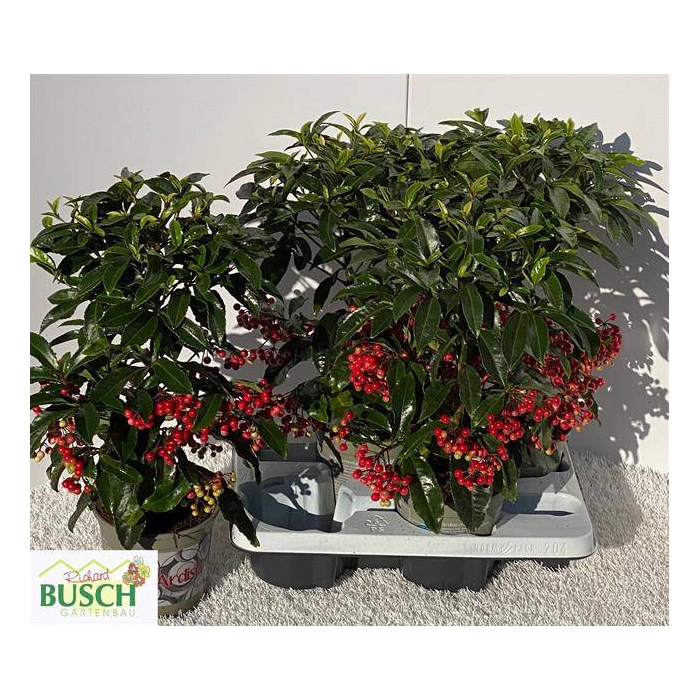 <h4>Ardisia Crenata 14Ø 45cm</h4>