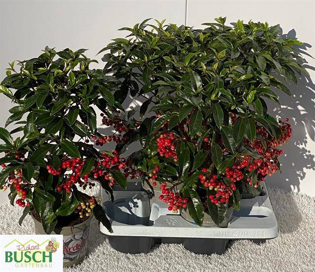 Ardisia Crenata 14Ø 45cm