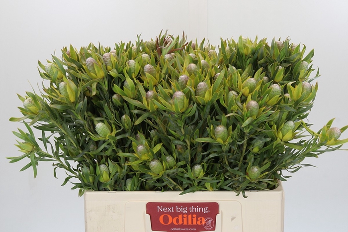 <h4>Leucadendron Pisa Spray</h4>