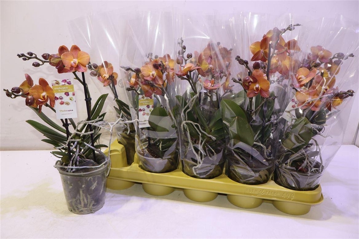 <h4>Phal Ov Oranje</h4>