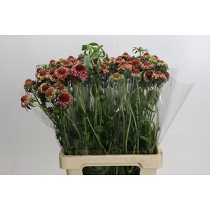 Scabiosa Focal Popsicle