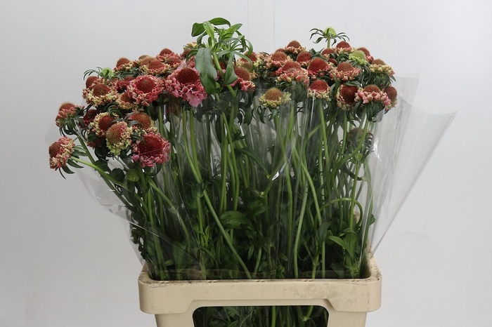 <h4>Scabiosa Focal Popsicle</h4>