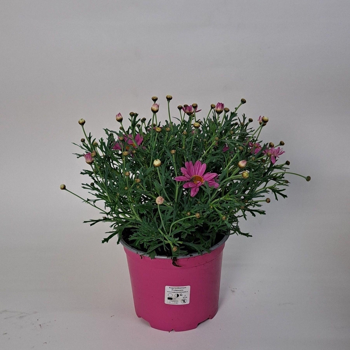 <h4>ARG SIMBA PINK + EYE</h4>