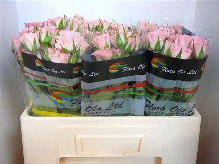 <h4>R Tr Constellation</h4>