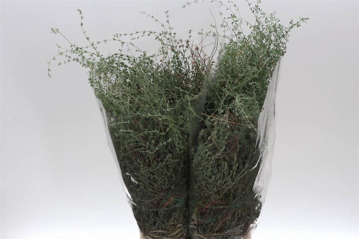 <h4>Thymus Falso 400gr (p. Bos)</h4>