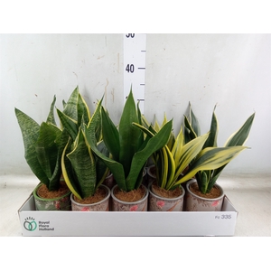 Sansevieria trifa.   ...