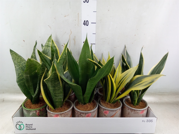 <h4>Sansevieria trifa.   ...</h4>