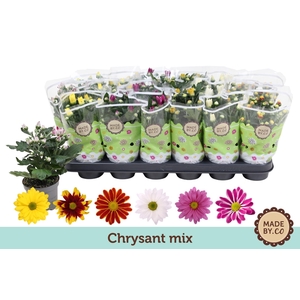 Chrysanthemum gemengd 5klr.