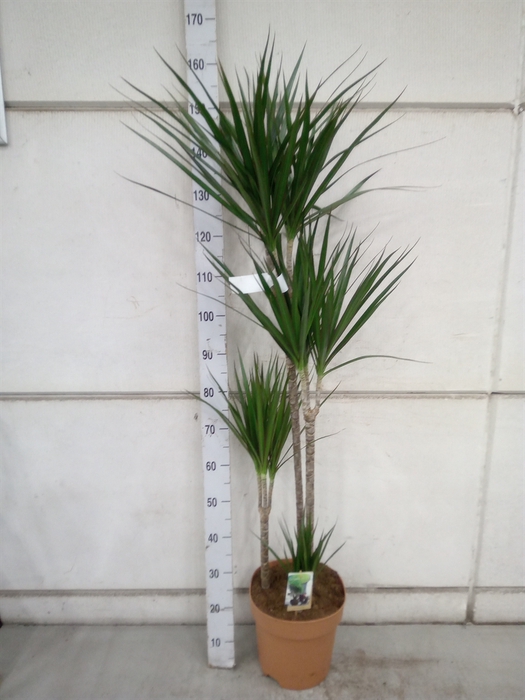 <h4>Dracaena marg.</h4>