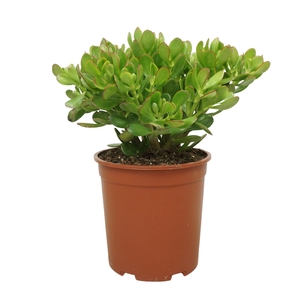 Crassula ovata
