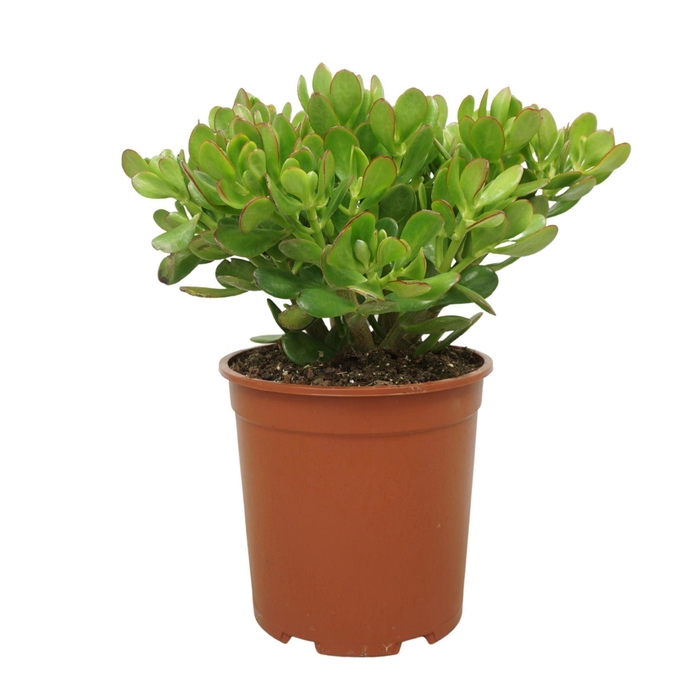 <h4>Crassula ovata</h4>