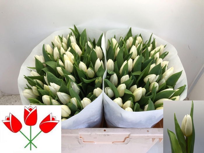 <h4>TU EN WHITE PRINCE</h4>