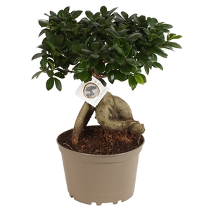 Ficus m. Ginseng pot ø24cm Carbon Free pot