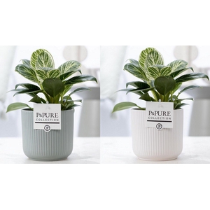 Philodendron White Wave in P&PURE Sophie ceramics ass.2