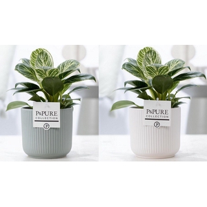 Philodendron White Wave in P&PURE Sophie ceramics ass.2