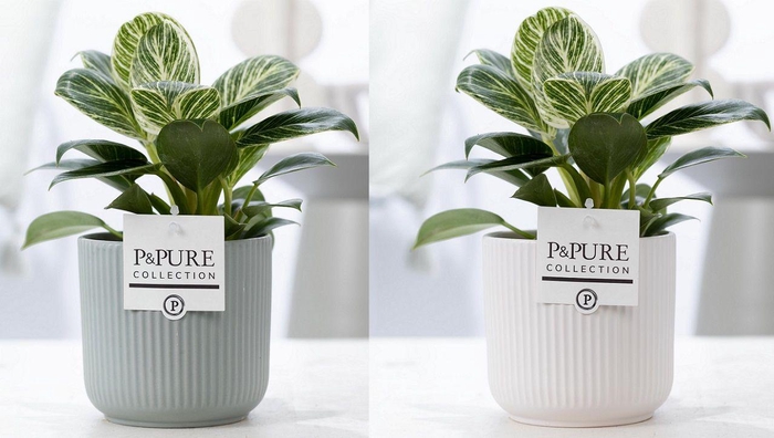 <h4>Philodendron White Wave in P&PURE Sophie ceramics ass.2</h4>