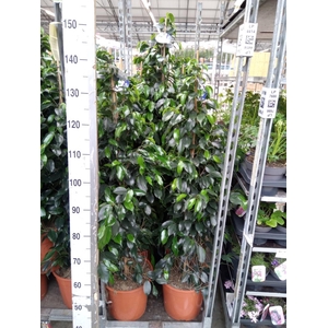 Ficus benja. 'Danielle'