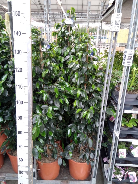 <h4>Ficus benja. 'Danielle'</h4>