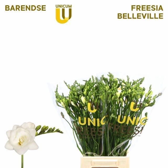 <h4>FREESIA DU BELLEVILLE 19 GR.</h4>