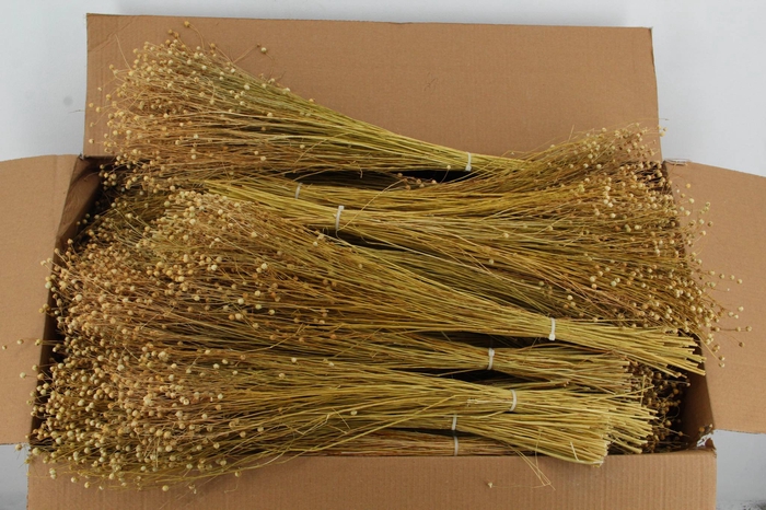 <h4>DF Linium (Vlas) BS 100GR</h4>