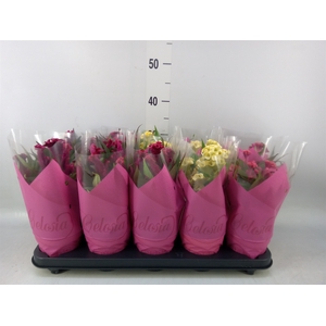 Celosia arg. CR 'Hot Topic'   ..mix